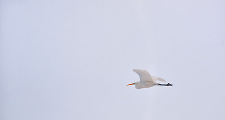 Image showing Great Egret (Ardea alba) in flight