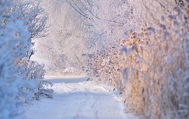 Image showing rural road covered with snow