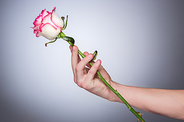 Image showing The rose flower in hand men on a gray background