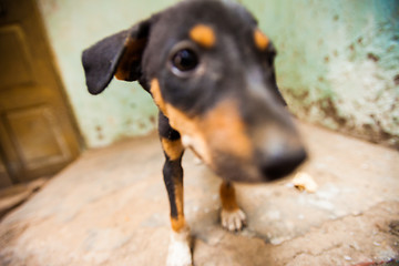 Image showing Puppies, India