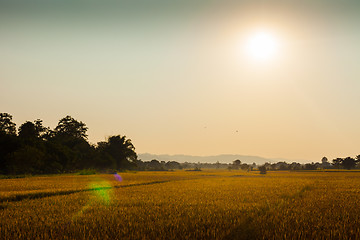 Image showing Rice fields in Chitwan, Nepal