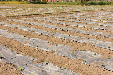 Image showing Tomatoes growing