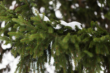 Image showing fir branch and snow in winter forest