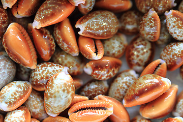 Image showing sea shells texture