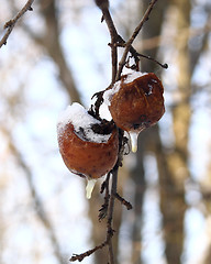 Image showing Winter apples