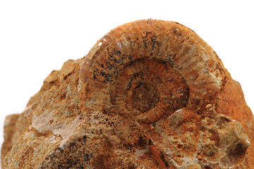 Image showing ammonites fossil isolated