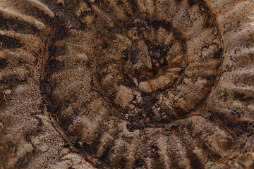 Image showing ammonites fossil background