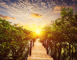 Image showing Wooden bridge in flooded rain forest jungle of mangrove trees