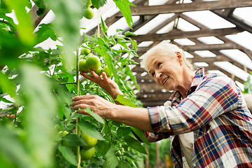 Image showing senior woman growing tomatoes at farm greenhouse