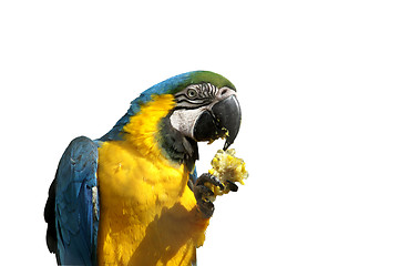 Image showing Parrot