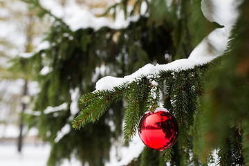 Image showing red christmas ball on fir tree branch with snow