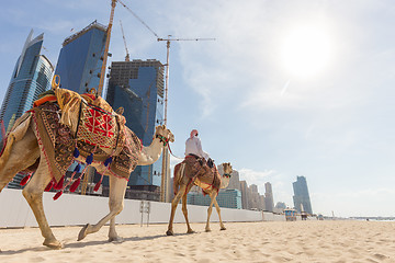 Image showing Man offering camel ride on Jumeirah beach, Dubai, United Arab Emirates.
