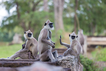 Image showing Hanuman Langur, Semnopithecus entellus, monkeys family.