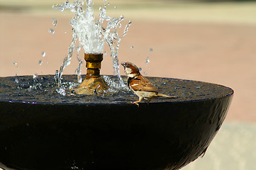 Image showing Sparrow is drinking water