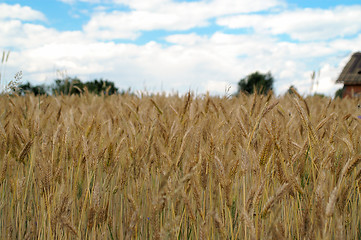 Image showing Yellow grain ready for harvest growing in a farm field