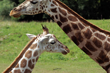 Image showing Giraffe