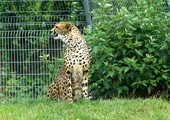 Image showing Leopard