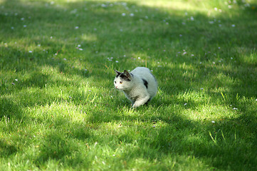 Image showing Cat is hunting on meadow