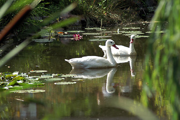 Image showing Wild duck