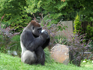 Image showing Gorilla