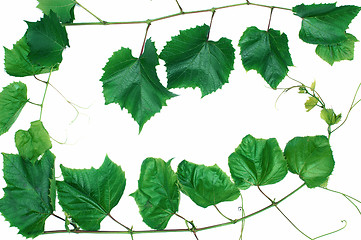 Image showing Leafs