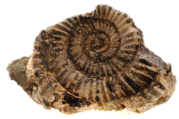 Image showing ammonites fossil isolated