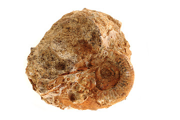 Image showing ammonites fossil isolated