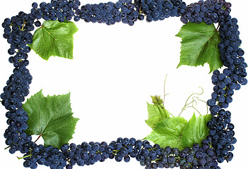 Image showing Frame grape