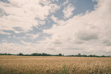 Image showing Grain crops on a field