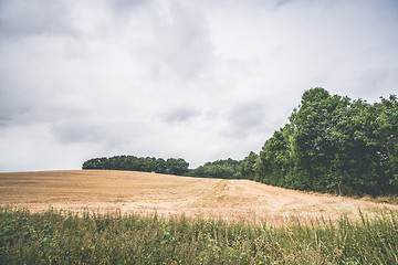 Image showing Harvested field with green trees