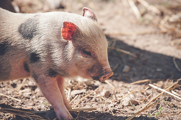 Image showing Cute piglet in rural environment