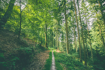 Image showing Small forest trail in a green forest