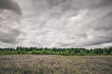 Image showing Meadow with a green pine tree forest