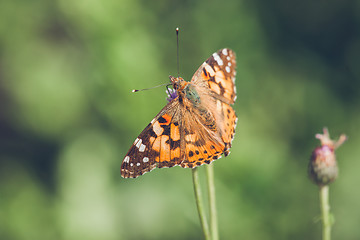 Image showing Orange butterfly of the species Vanessa Cardui