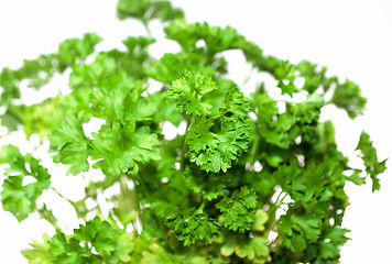 Image showing Top of parsley