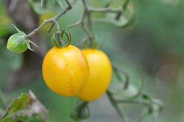 Image showing Yellow cherry tomatoes grow in the garden