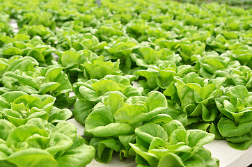 Image showing Commercial greenhouse soilless cultivation of vegetables