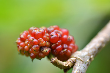 Image showing Red mulberry on the tree