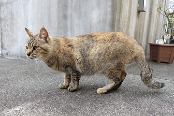 Image showing Adorable local cat