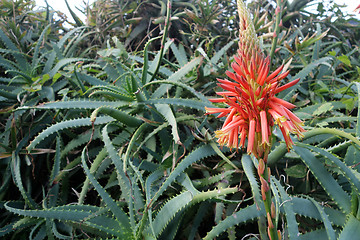 Image showing Beautiful Aloe Vera cactus plants