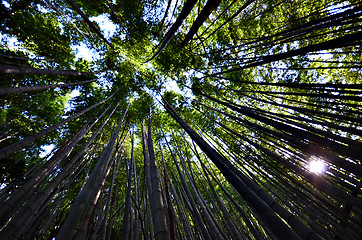 Image showing Green and natural bamboo forest