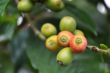 Image showing Fresh coffee seeds on coffee tree