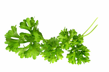 Image showing Top of parsley