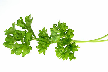 Image showing Top of parsley