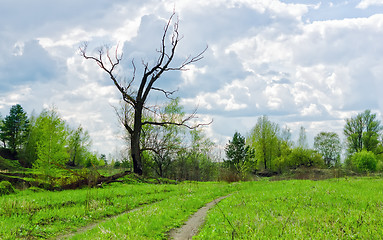 Image showing Dry Bare Tree Among Spring Greens