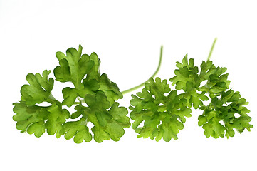 Image showing Top of parsley