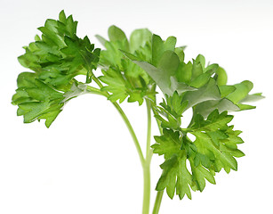 Image showing Top of parsley