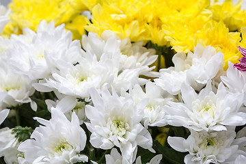 Image showing white and yellow chrysanthemums