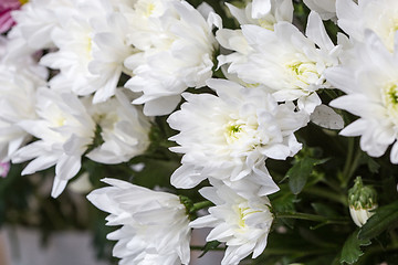 Image showing white chrysanthemums
