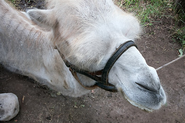 Image showing face of a camel